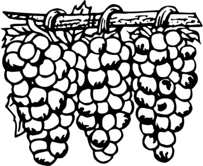 FRUIT015