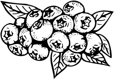 FRUIT037