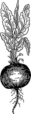 warszawianka Beet root