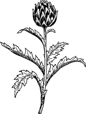 warszawianka Artichoke 2